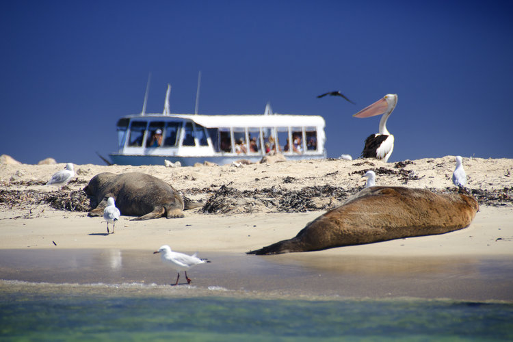 Dolphin, Sealion and Wildlife Cruise with Fish and Chips 