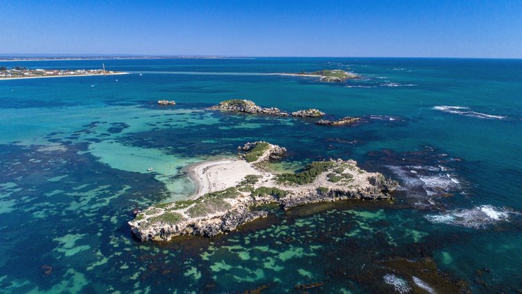 Dolphin, Penguin and Sea Lion Cruise - Agent