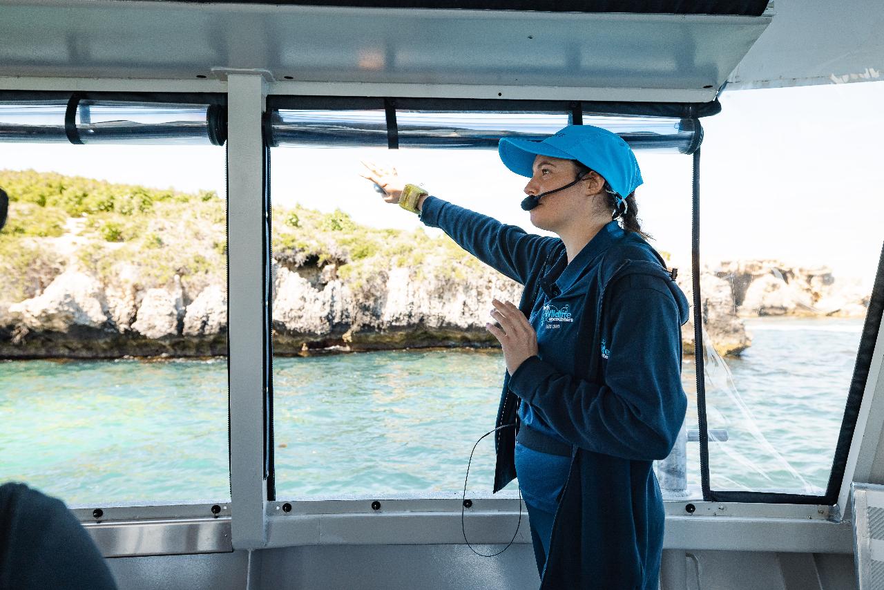 Dolphin, Penguin and Sea Lion Cruise (Departing from Penguin Island