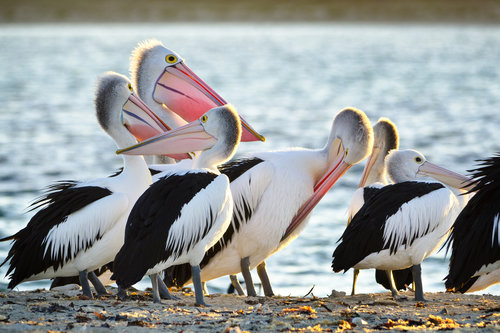 Wildlife Cruise only - Perth Wildlife Encounters (Penguin Island ...