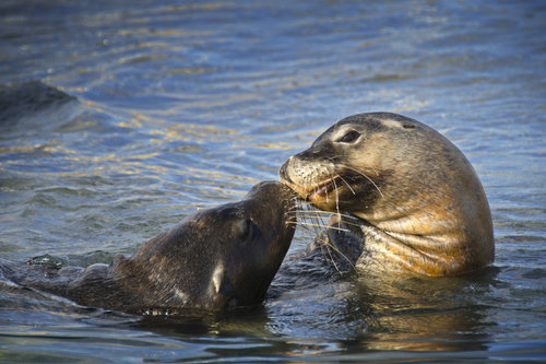 Dolphin, Penguin and Sea Lion Cruise - Agent