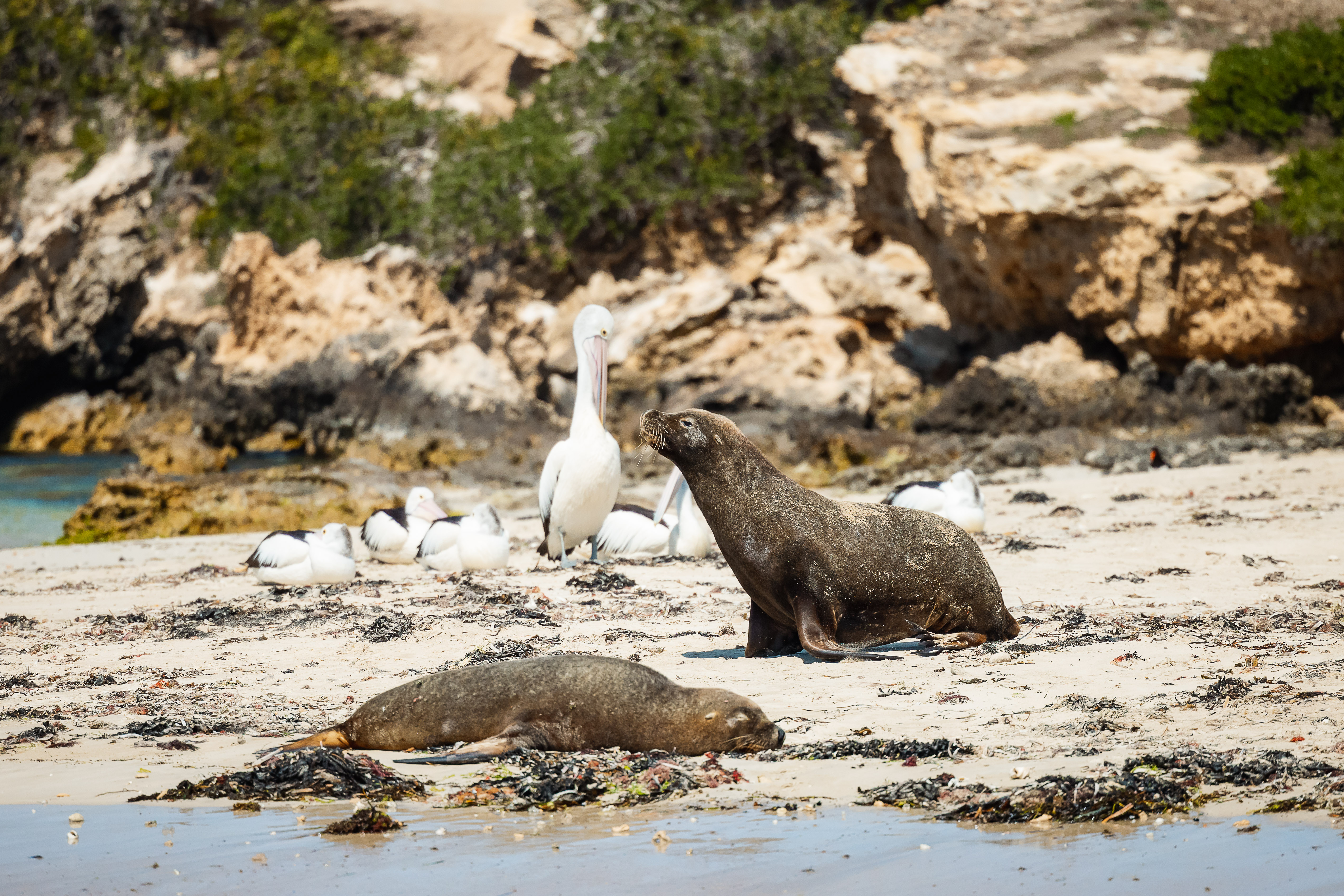 Dolphin, Penguin and Sea Lion Cruise - Agent