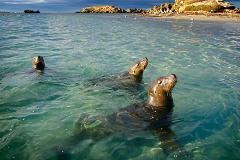 Winter Wildlife Cruise Includes Fresh Fish & Chips Lunch