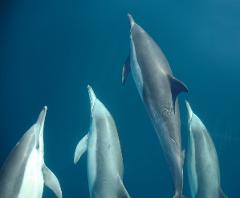 Dolphin Swim USB