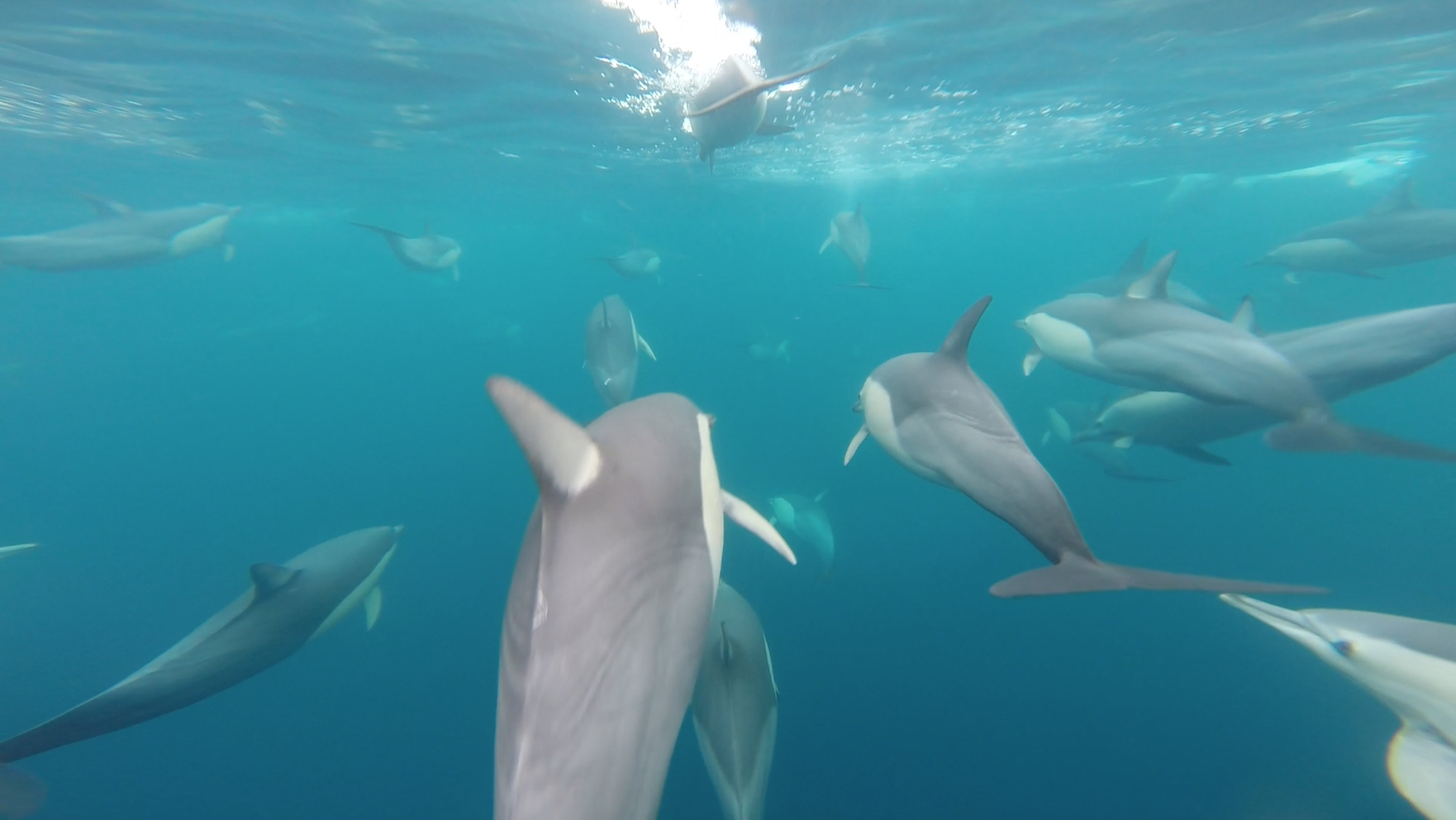 Wild Dolphin Swim