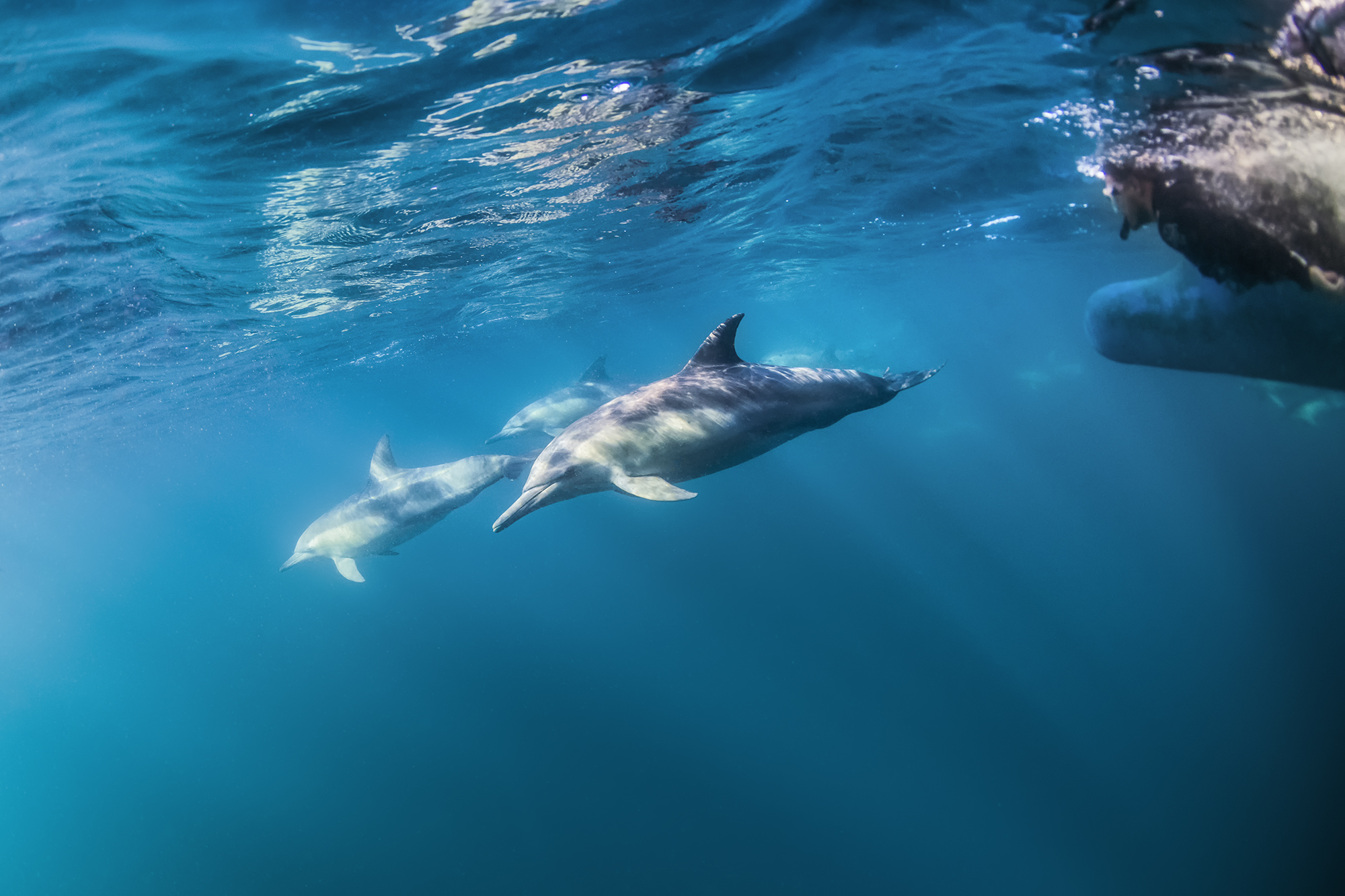 Wild Dolphin Swim