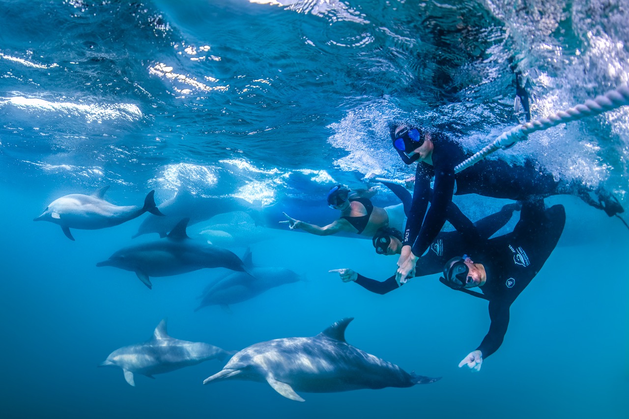 Wild Dolphin Swim