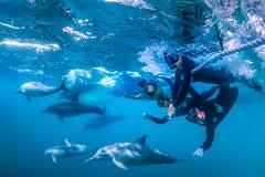 Wild Dolphin Swim & Watch