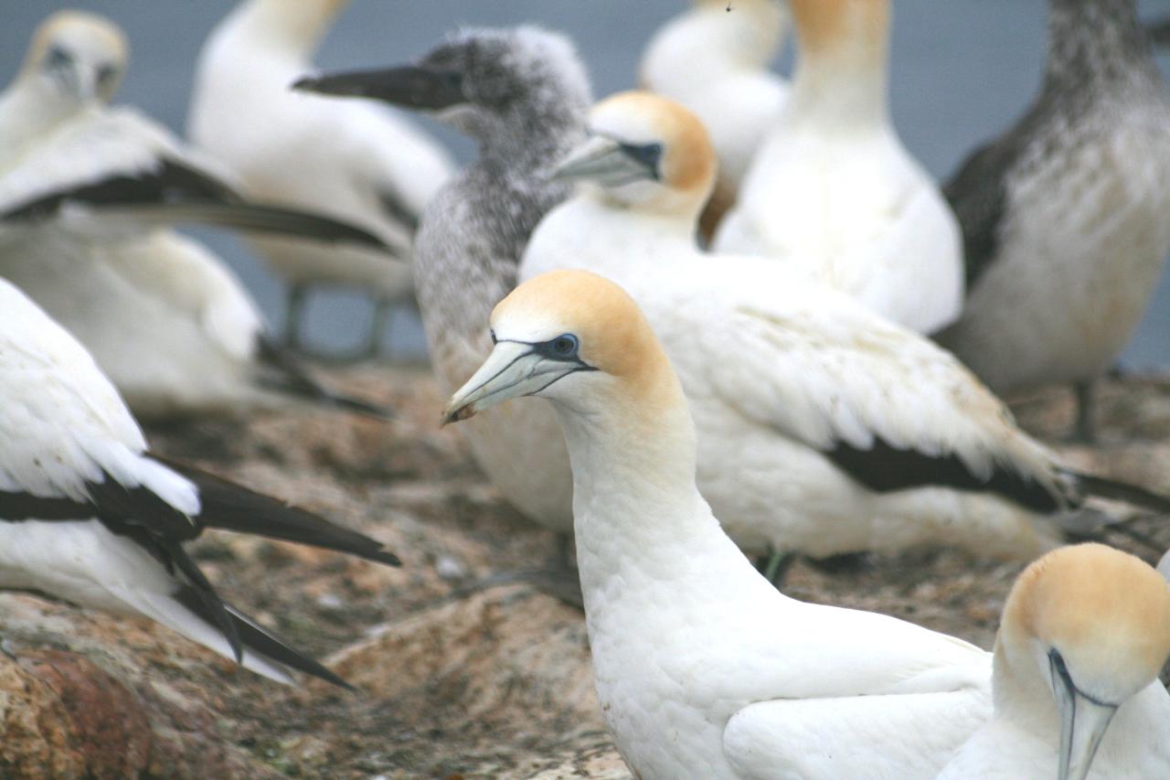 Southern Port Phillip Bay Wildlife Boat Tour & Ferry Package