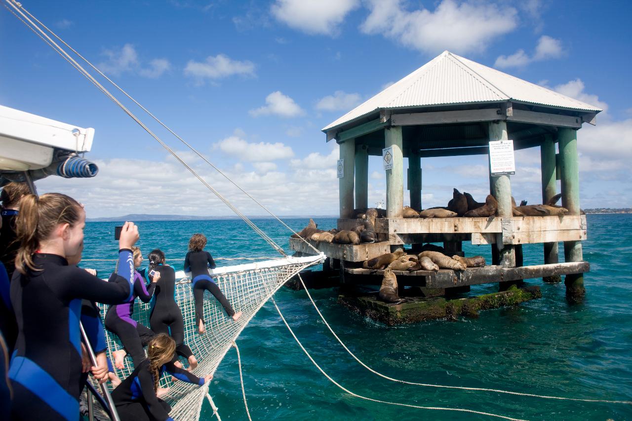 Family Pass - Seal & Dolphin Swim
