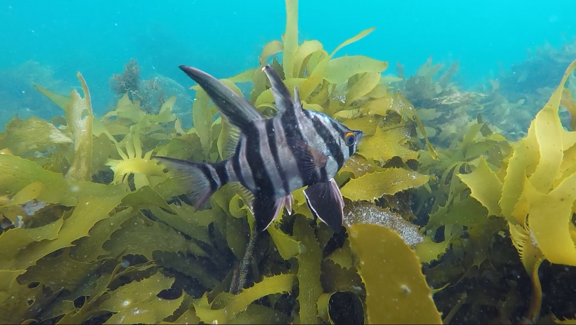 SSI Open Water Scuba Certification adventure weekend