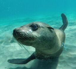Sea All Dolphin Swims Gift Card