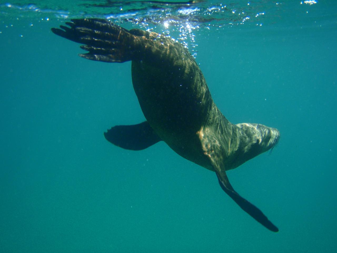 Seal Swim Adventure Tour - Sea All Dolphin Swims Reservations