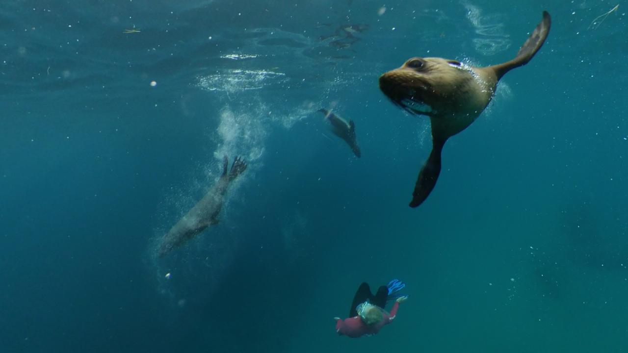 Marine Warriors School Holiday Program Seal Swim