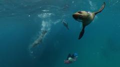 Marine Warriors School Holiday Program Seal Swim