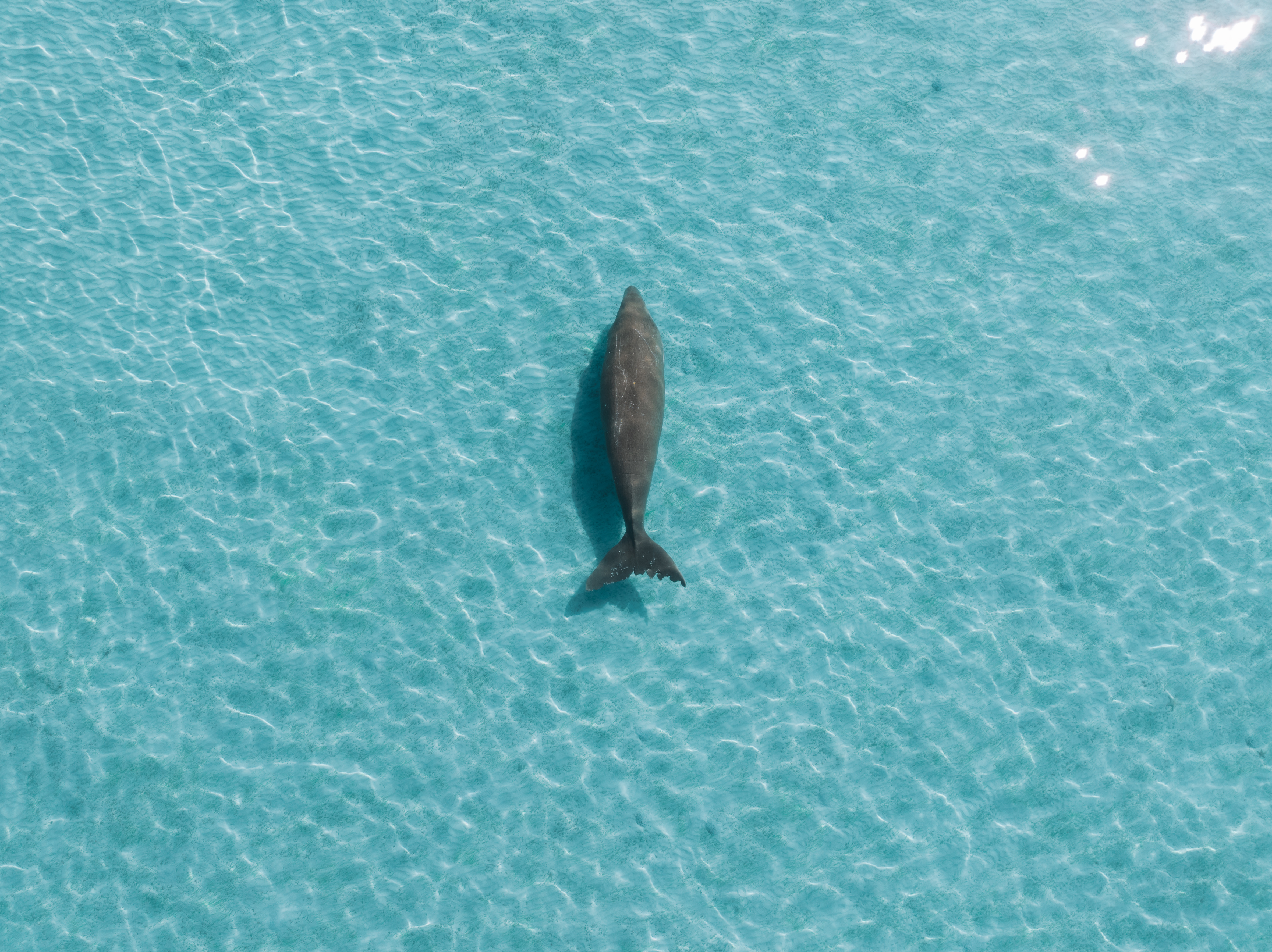 Moreton Island Eco Marine Safari Cruise and Snorkel