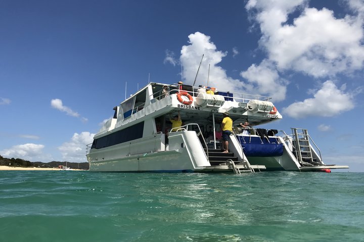 moreton island dolphin and snorkel cruise adventure