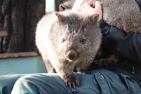 Bonorong Wild Sanctuary – Richmond Village + Mt Wellington Tour Tasmania Australia
