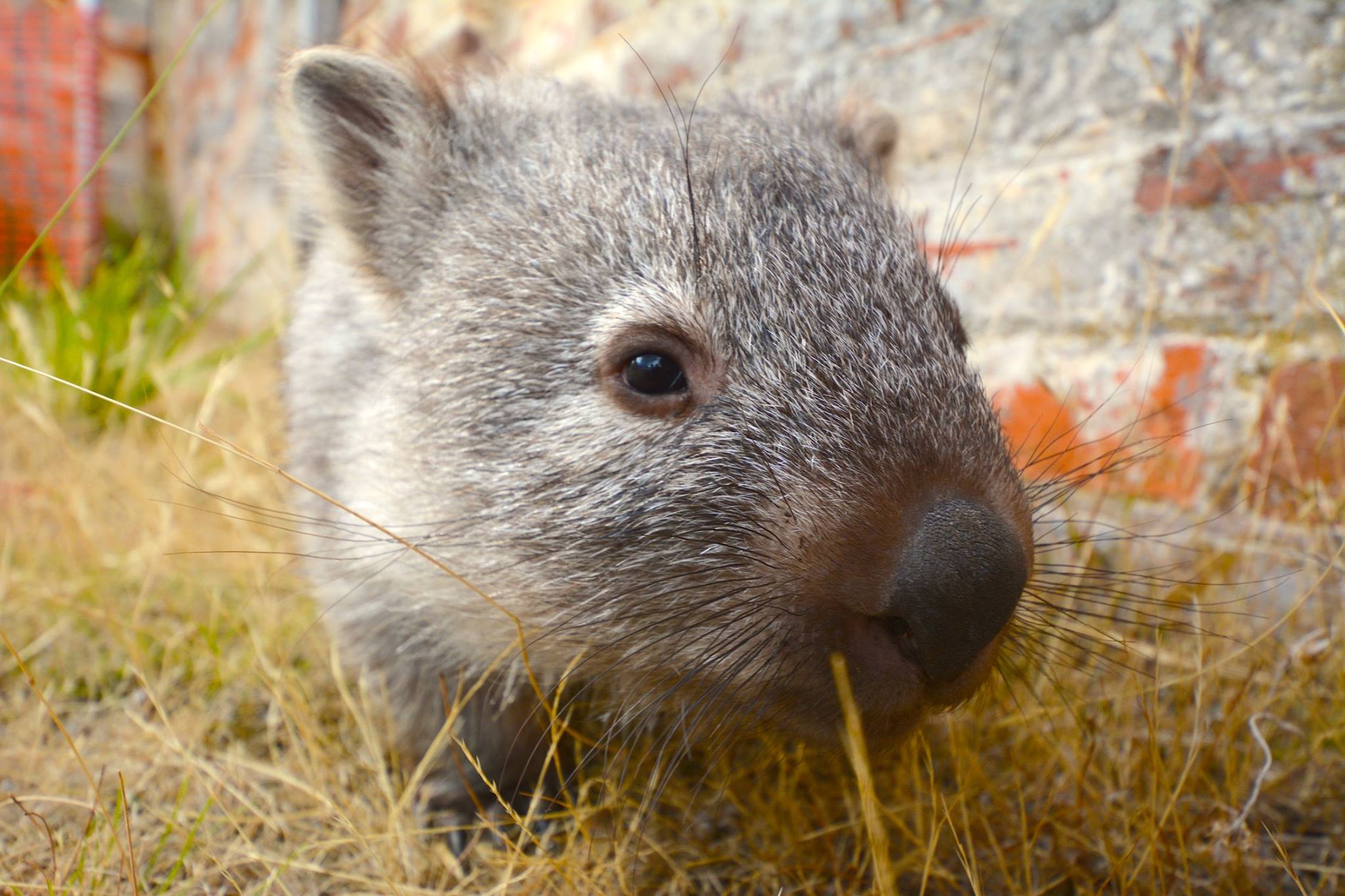 Shuttle Bus - Depart Hobart 7am (1-way)