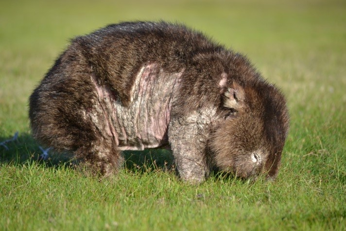 DONATE - Wombat Rescue Tasmania Inc.