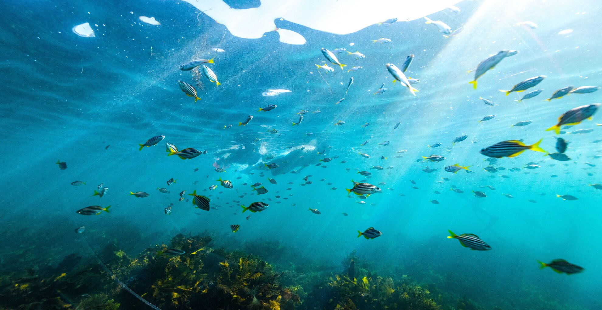 Manly Snorkeling Tour: Explore Cabbage Tree Bay ‘s Vibrant Marine Life