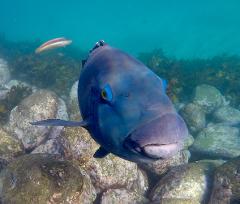 Sydney: Private Bondi Beach & Gordon’s Bay Snorkel Tour