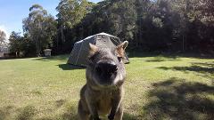 Northern Beaches & Ku‑ring‑gai National Park Day Tour (Private)