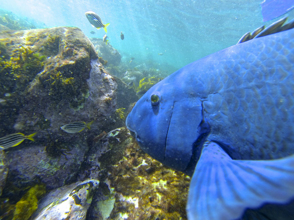 2.5hr Manly Snorkel Walk and Talk Tour 