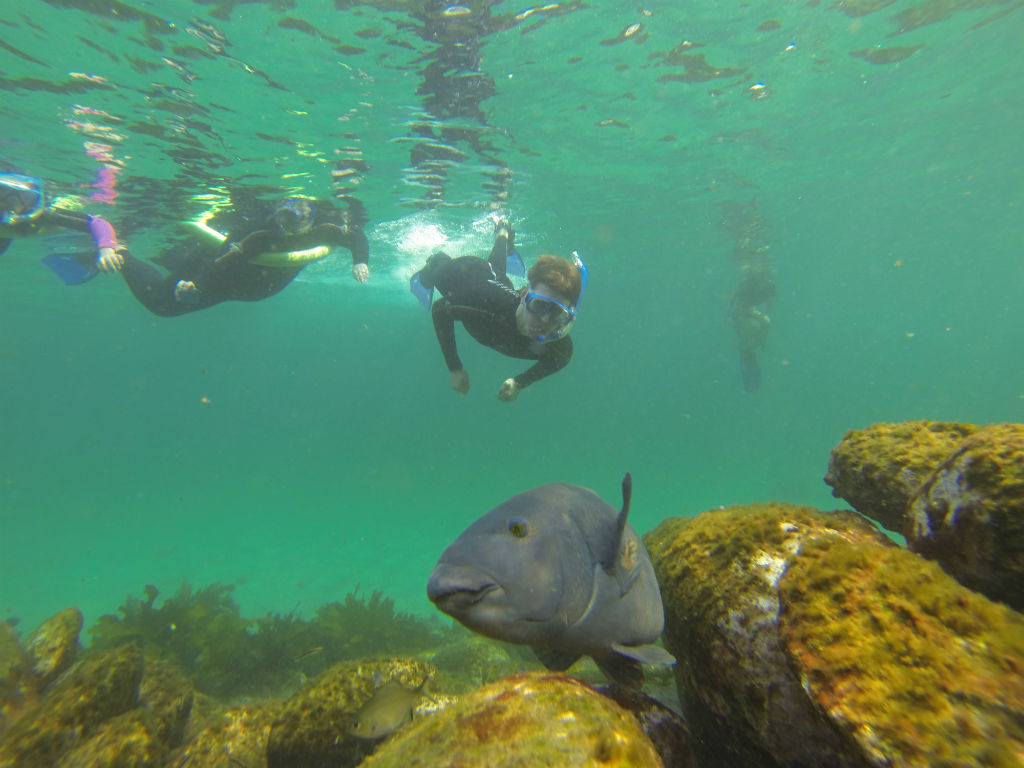 Manly Snorkel Walk and Talk Tour Group Tour ECOTREASURES Reservations