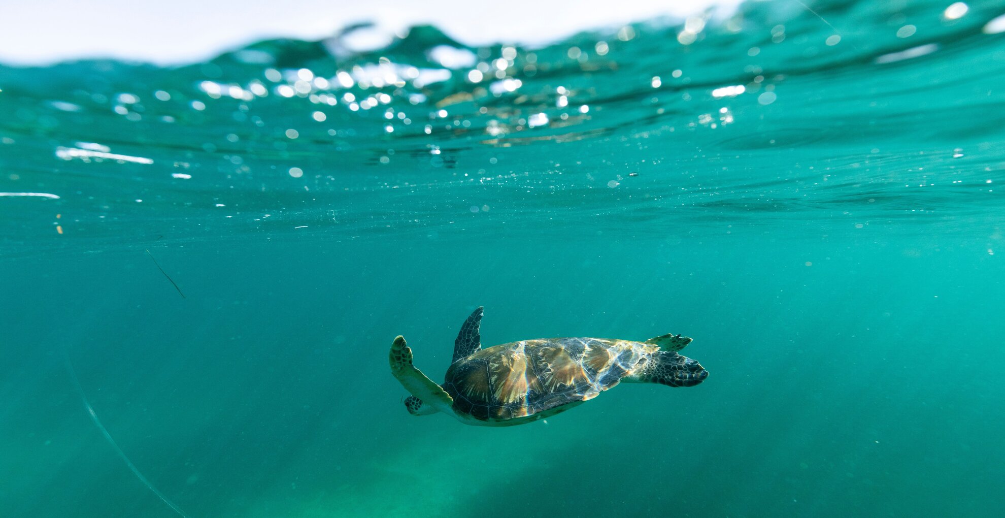 Manly Snorkeling Tour: Explore Cabbage Tree Bay ‘s Vibrant Marine Life