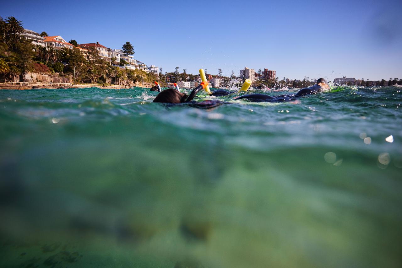 Manly Snorkeling Tour: Explore Cabbage Tree Bay ‘s Vibrant Marine Life