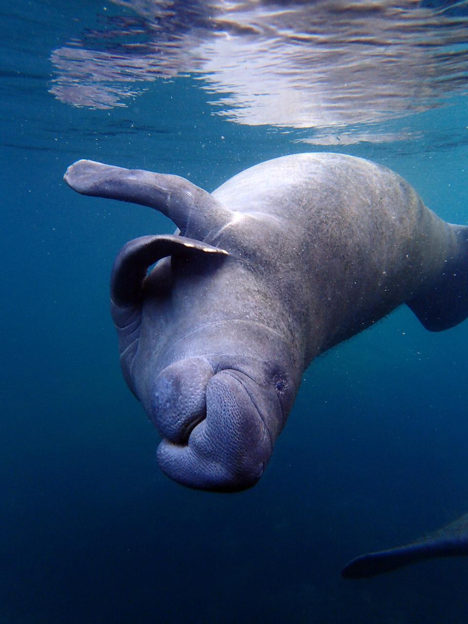 Semi-Private or Private VIP Manatee Swim Tour - Blue Water Deluxe (4 hr