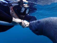 Gift Certificate Semi-Private VIP Manatee Tour - Blue Water Deluxe (4 hr Heated) - Homosassa
