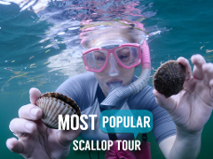 Semi-Private or Private - 6 Passenger Vessel - Scallop Hunt WITHOUT In-water Guide - HOMOSASSA
