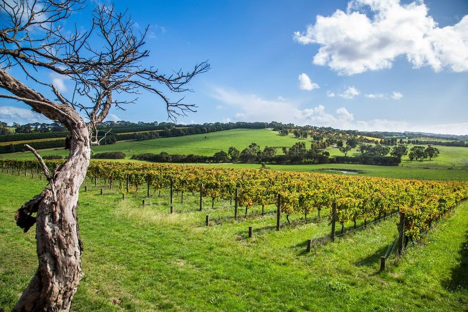 Private Yarra Valley or Mornington Peninsula Food & Wine Tour 
