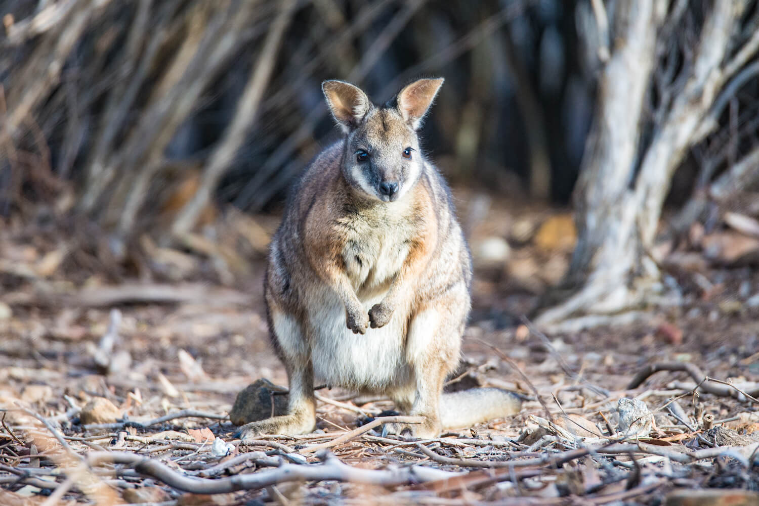 Walk Kangaroo Island
