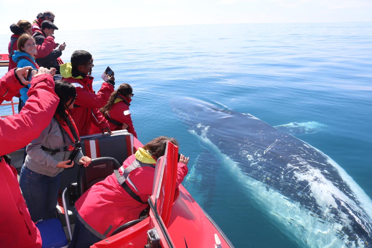 Whale Watching Safari Dunsborough