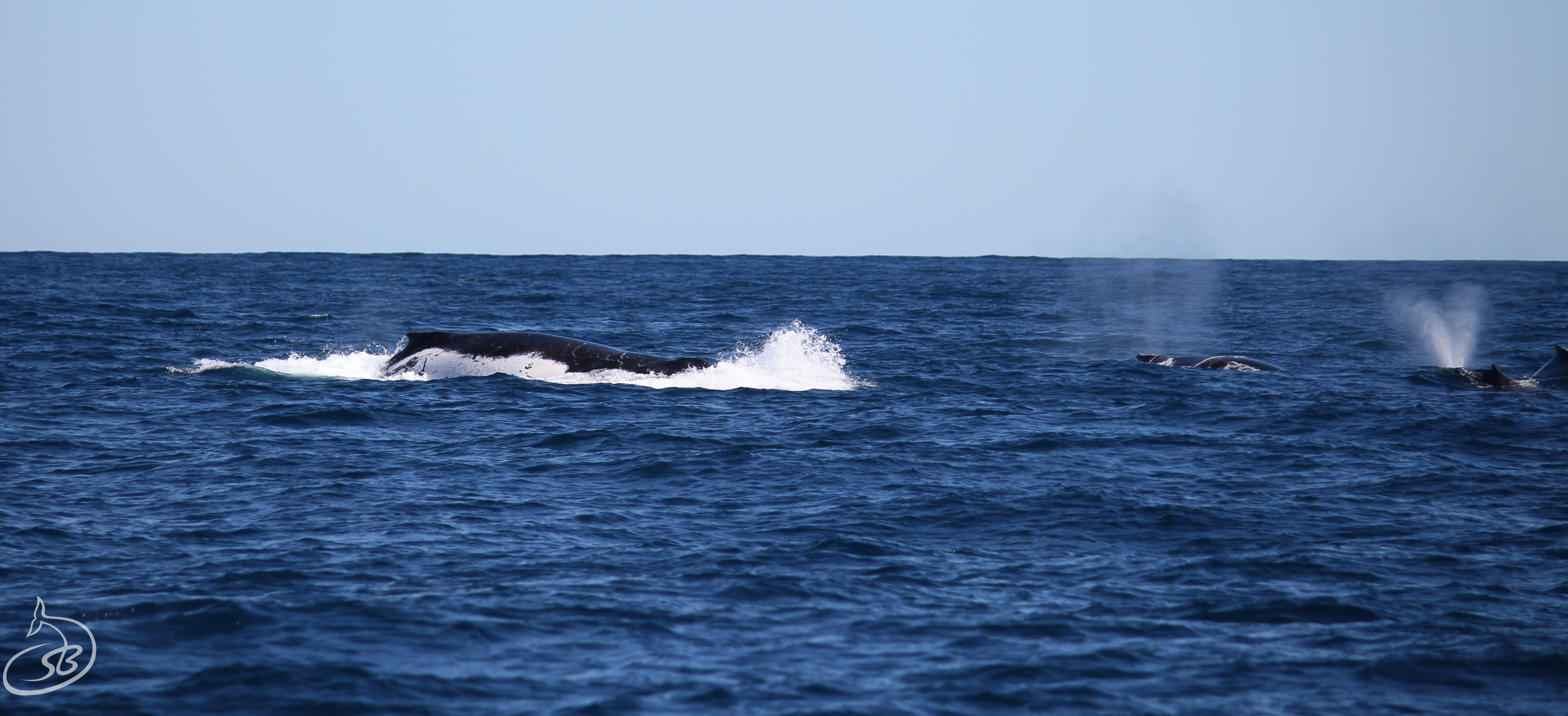 Whale Watching Tour,  Afternoon.