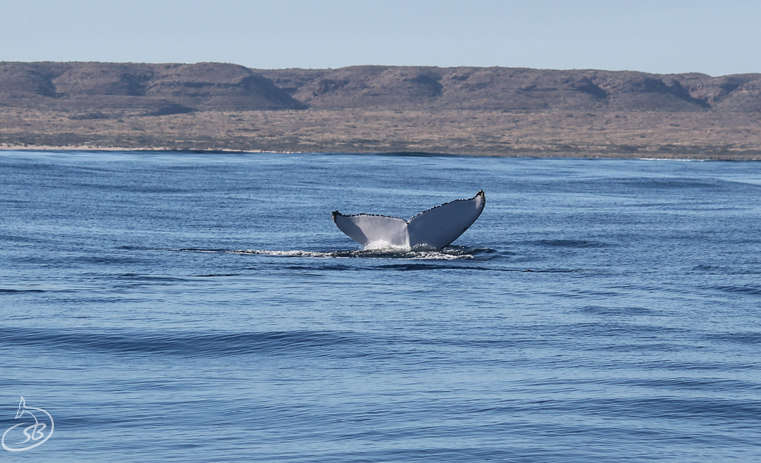 Whale Watching Tour,  Afternoon.