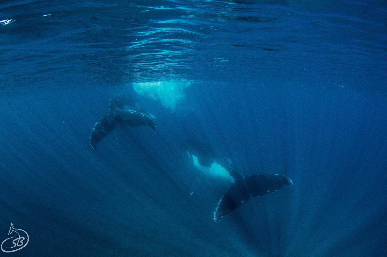 Private Boat Deluxe Humpback Whale Swim on Jazz