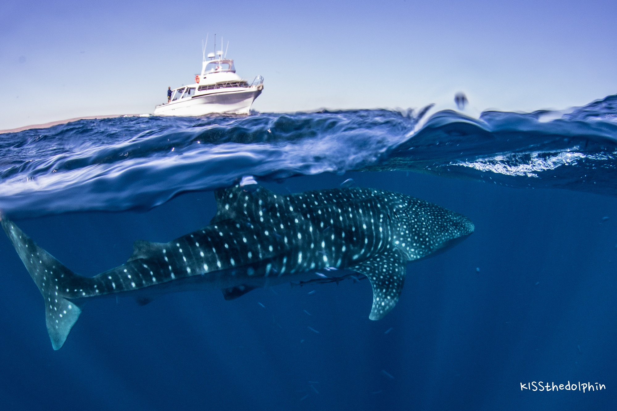 Deluxe Whaleshark Swim Tour aboard MV JAZZ 2            (1 of 2 Boats available).
