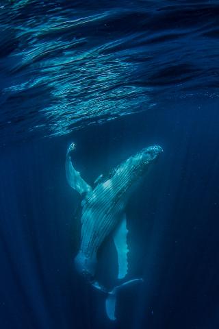 Deluxe Mega fauna Humpback/Whaleshark Swim Tour  