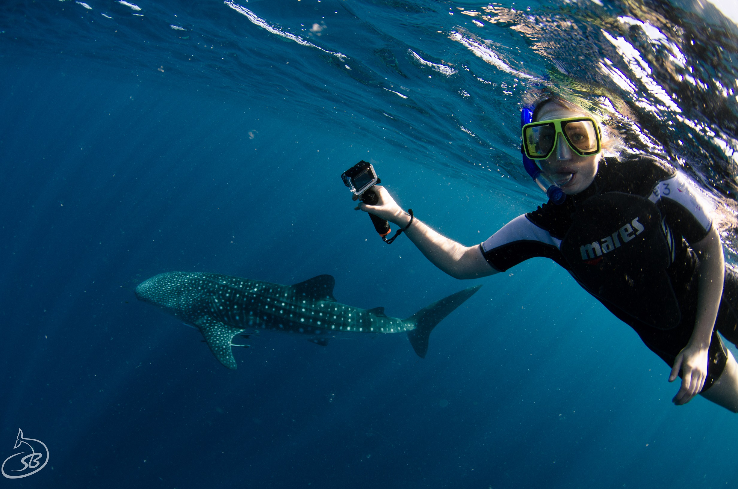 Deluxe Whaleshark Swim Tour on Blue Strike          (1 of 2 Boats Available).