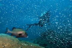 Discover SCUBA Experience Ningaloo Reef