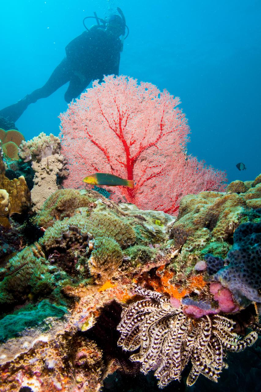 Discover SCUBA experience  Muiron Islands