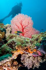 Outer Reef or Muiron Island Dive and Snorkel Tour