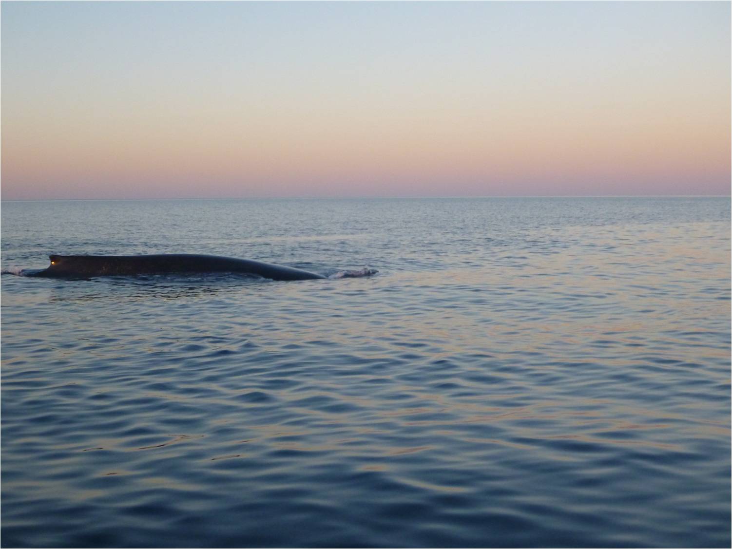 Whale Watching Tour,  Afternoon.