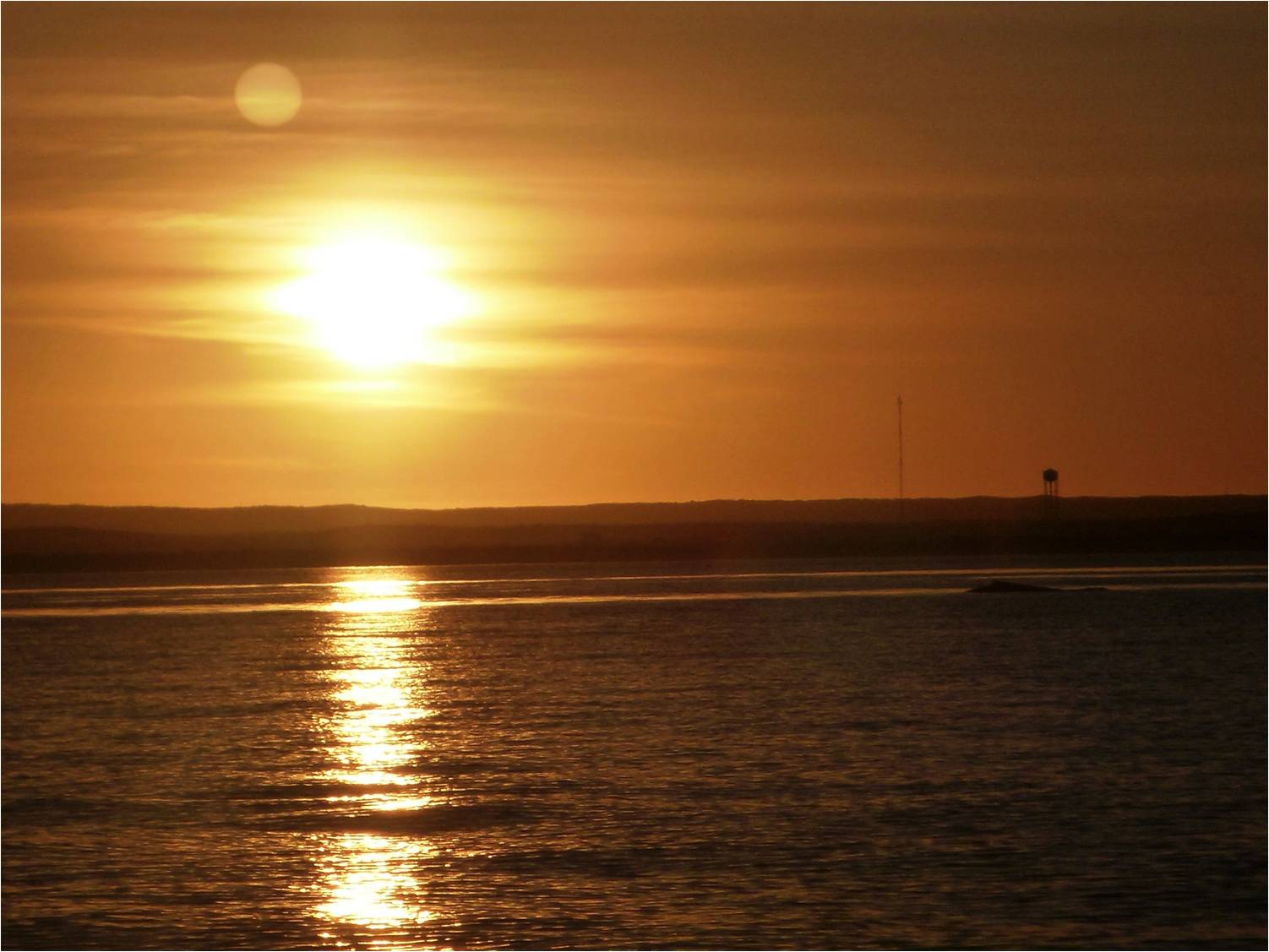 Whale Watching Tour,  Afternoon.