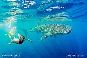 Regular Whaleshark Swim On The Ningaloo Reef Exmouth Exmouth