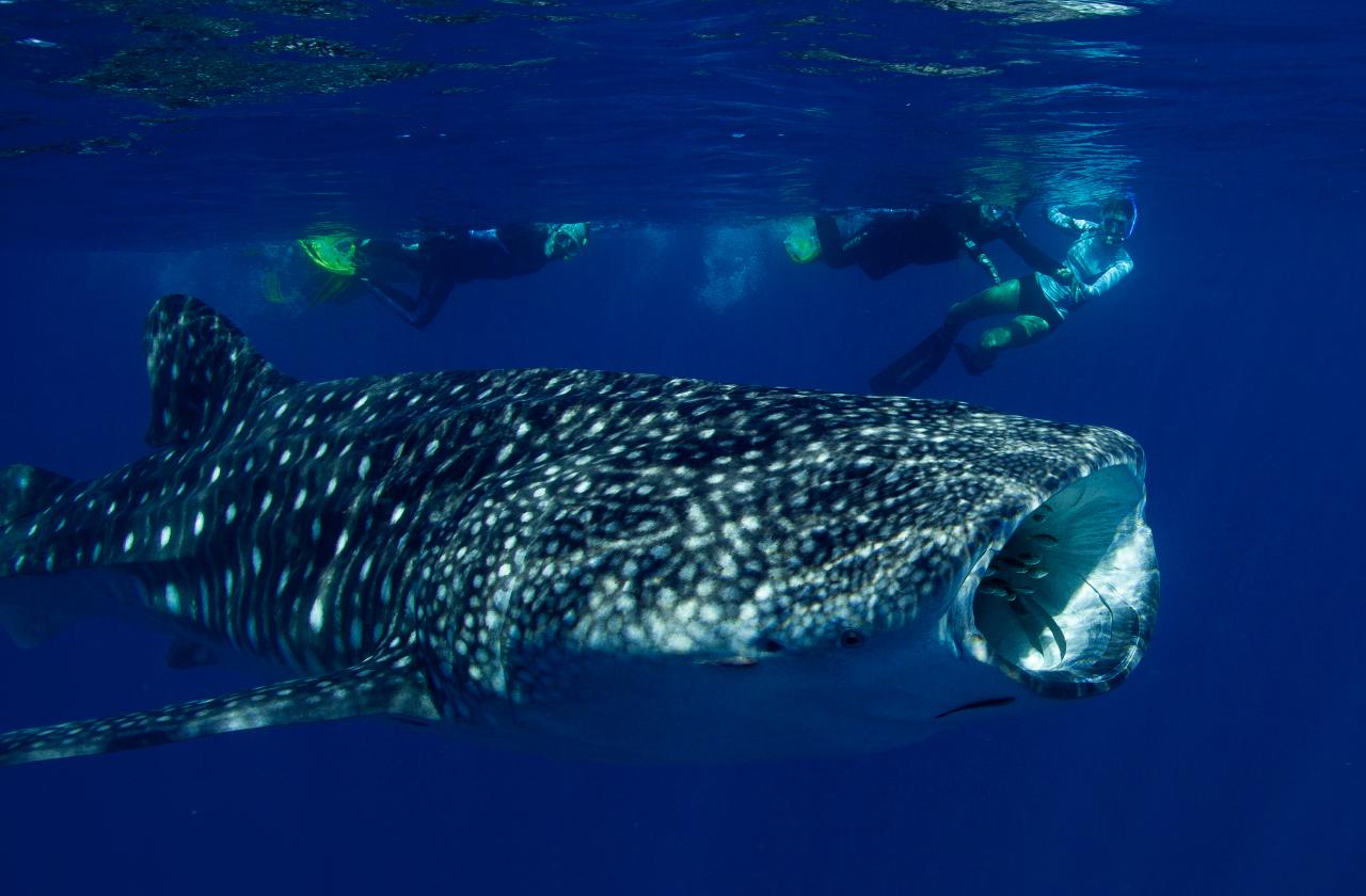 Whaleshark Eco Tour